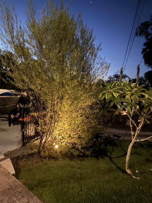 Garden uplighting picking out a tree after dark